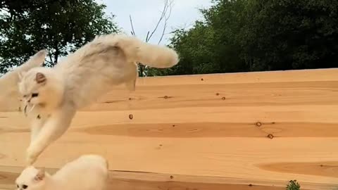 This cat has soft fur and is lovely!