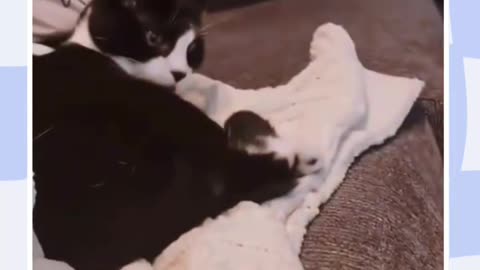 #cats hilarious moments