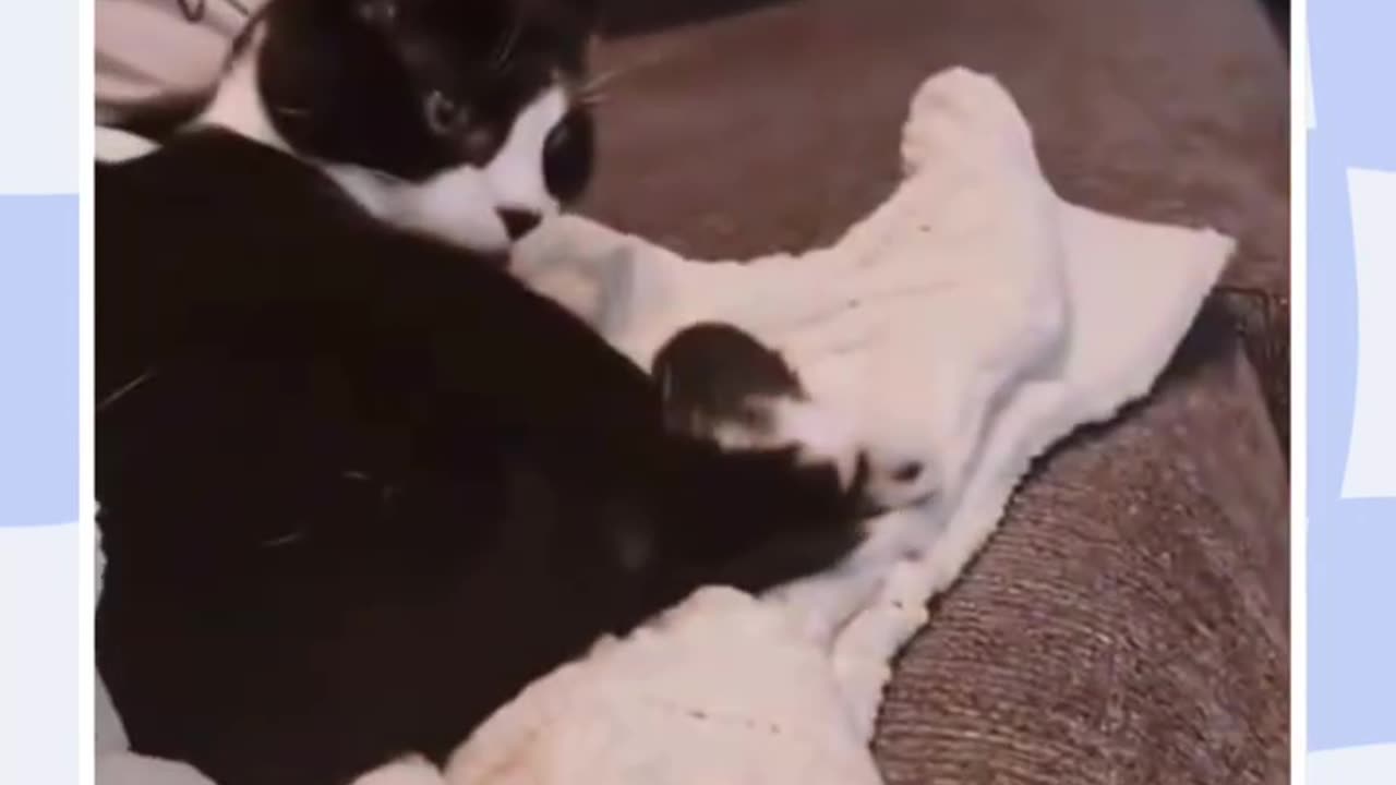 #cats hilarious moments