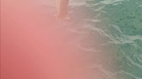 Short fluke
