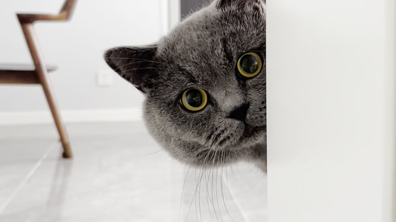 Cute Cat hiding for