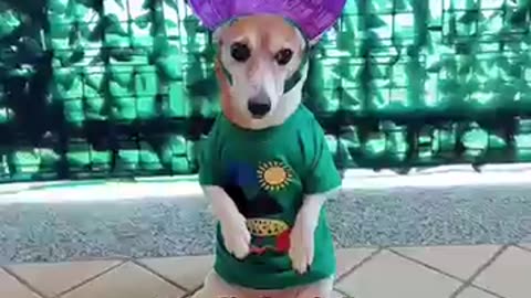 LA PIMPA DIVERTENTE