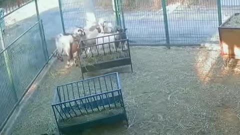 😂🐐 This Goat's Reaction is Hilarious! | FunFM
