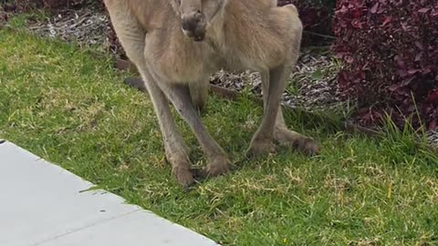 Kangaroo diaries only in Australia 🇦🇺