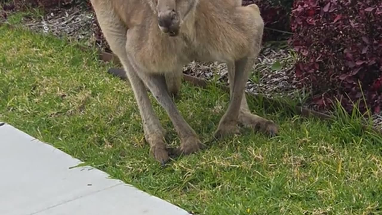 Kangaroo diaries only in Australia 🇦🇺