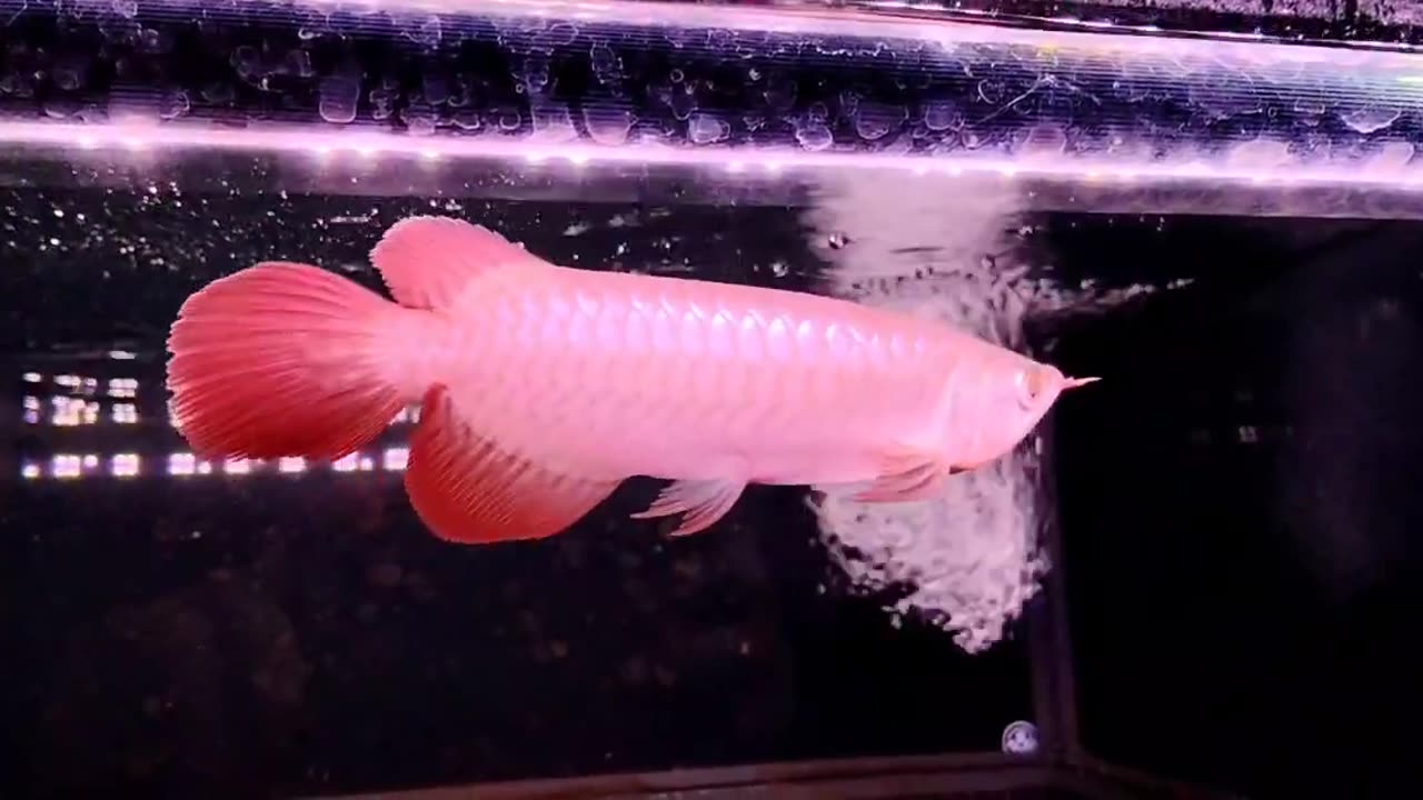 【龍爵士】爸爸節，開心，特惠這一隻，大鰭尾，協調性佳，23公分麟底透亮，很棒的紅龍，也敬祝大家付清節快樂，吃飼料