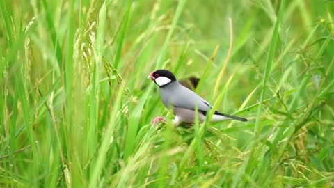 Musical Healing for Your Nerves 💝 Piano & Birdsong Soundscape