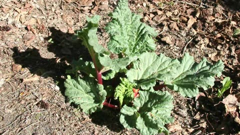Rhubarb 2025