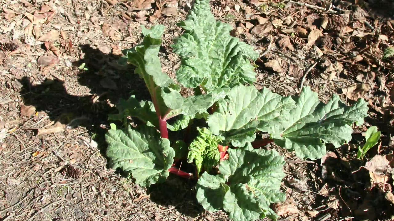 Rhubarb 2025