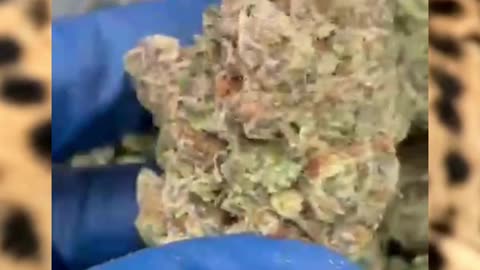 Cheetah Piss | Indoor Sativa | 26% THCa | Skunky Citrus Funk | Caryophyllene + Limonene
