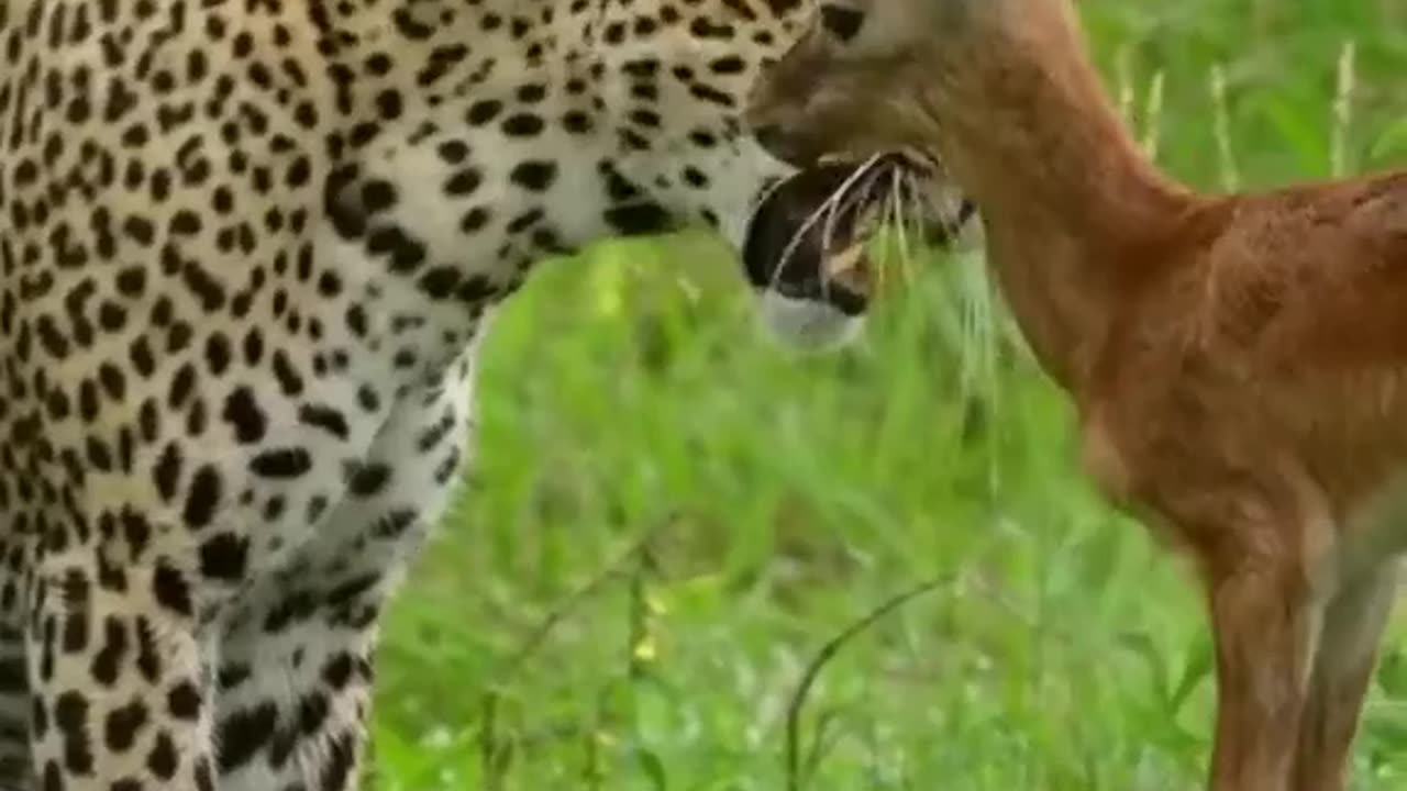 A Leopard and Her Cub's Unlikely Friendship