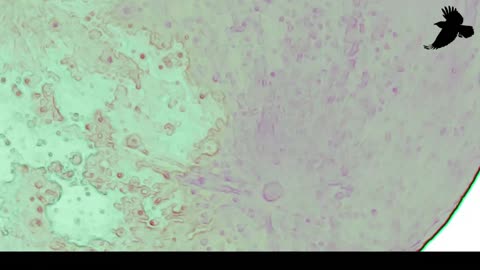 Crrow777 Live Stream XII - 12/19/25 - Lunar Waves and More