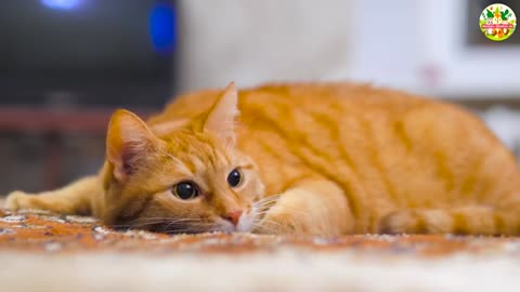Beautiful Cats Playing Together in Nature – Soothing Cat Sounds for Relaxation