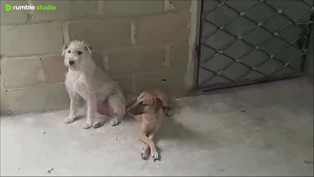 "Friquitey And Roquetey Playing" ✅