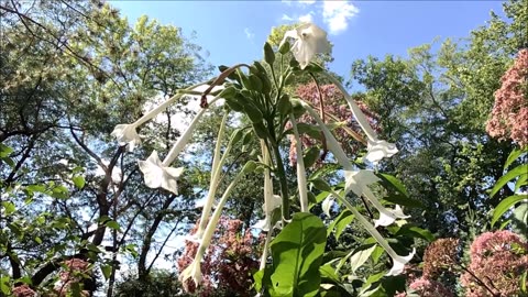 Resilience And Allure Nicotiana sylvestris Sept 2022