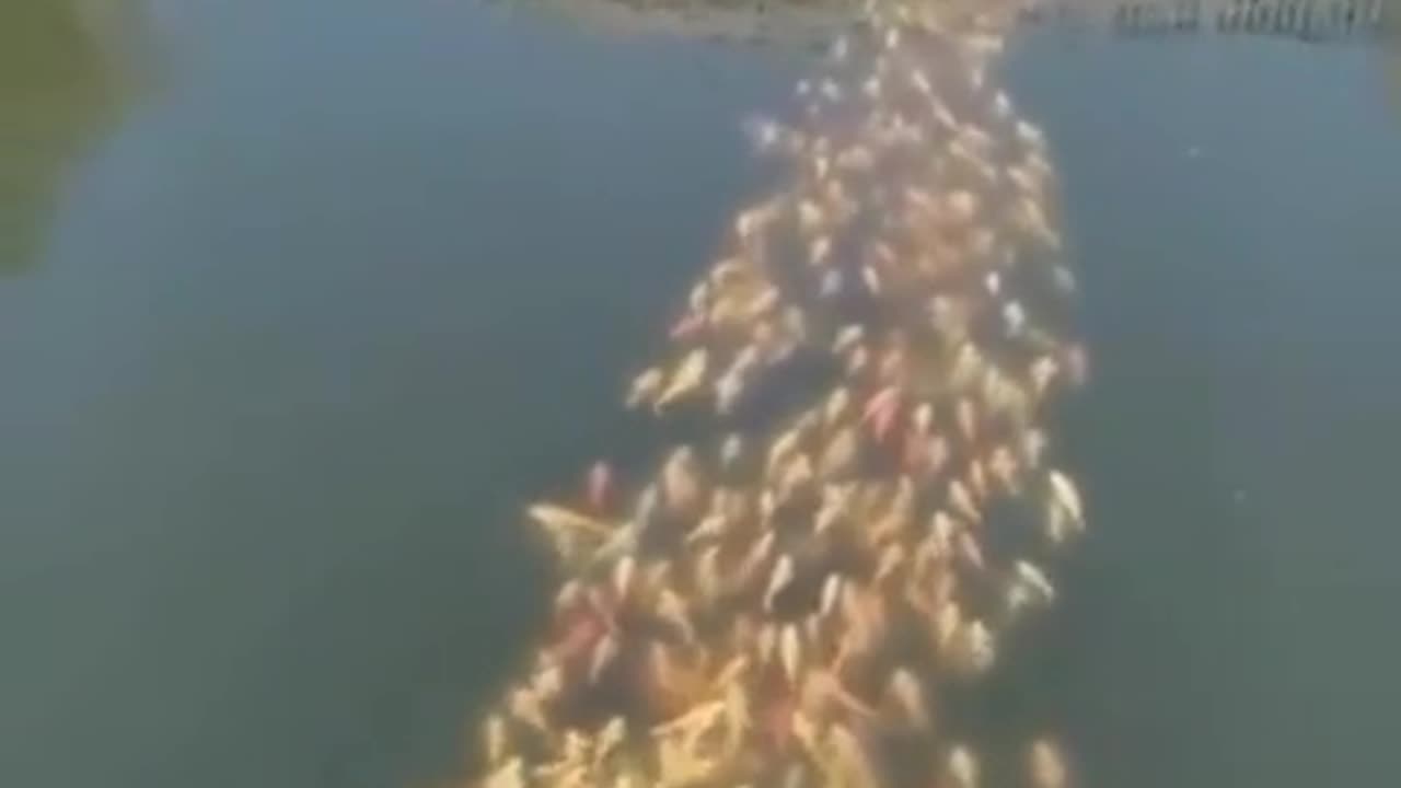 🐟🦆 Watch a School of Fish Follow a Duck! | FeedMyCuriosity