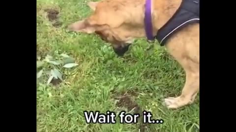 funny dog
