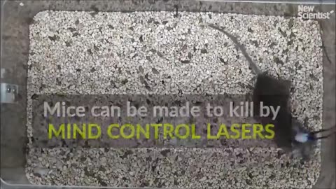 Mice Turned Into Zombie Killing Machines With Lasers. 5G? Graphene Oxide? The vaccinated?