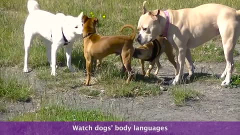 what-does-a-good-dog-meeting-look-like