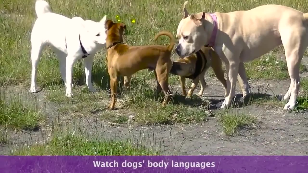 what-does-a-good-dog-meeting-look-like