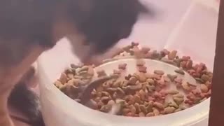 🤣🦎 You Won't Believe How They Tried to Keep the Lizard! | FunFM