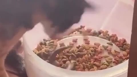 🤣🦎 You Won't Believe How They Tried to Keep the Lizard! | FunFM