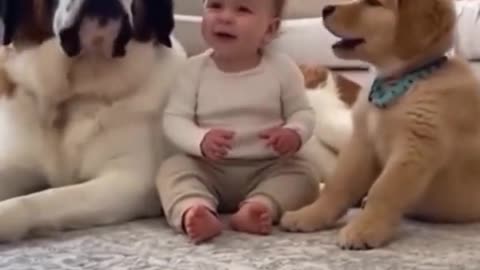 Cute baby and dogs play together
