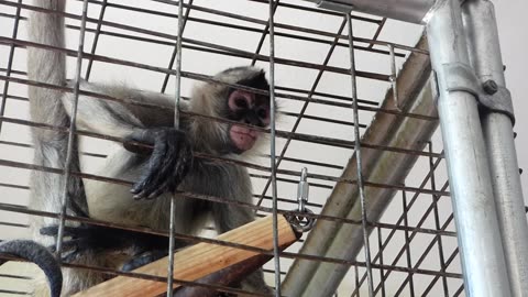 Mowgli strikes a pose