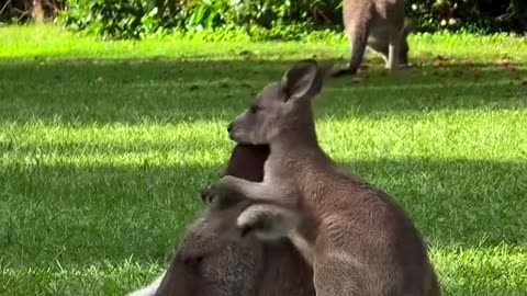 Kangaroo Mom and Her Baby Joey – The Cutest Bond in Nature! 🦘