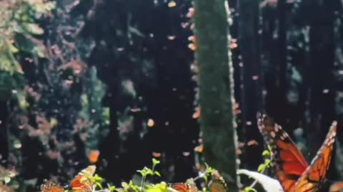 Butterfly Sanctuary in Mexico.