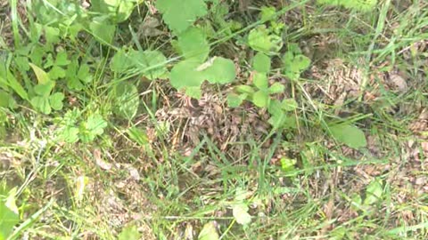 Saved a toad