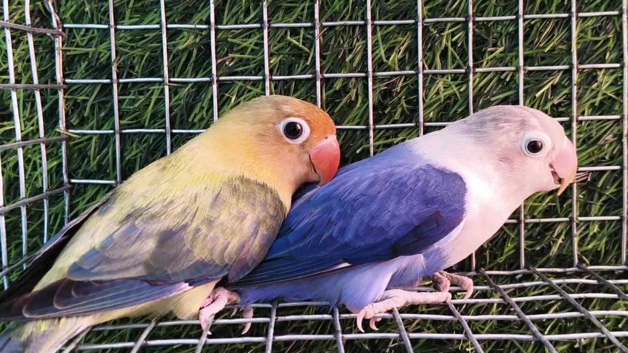 Opline lovebirds