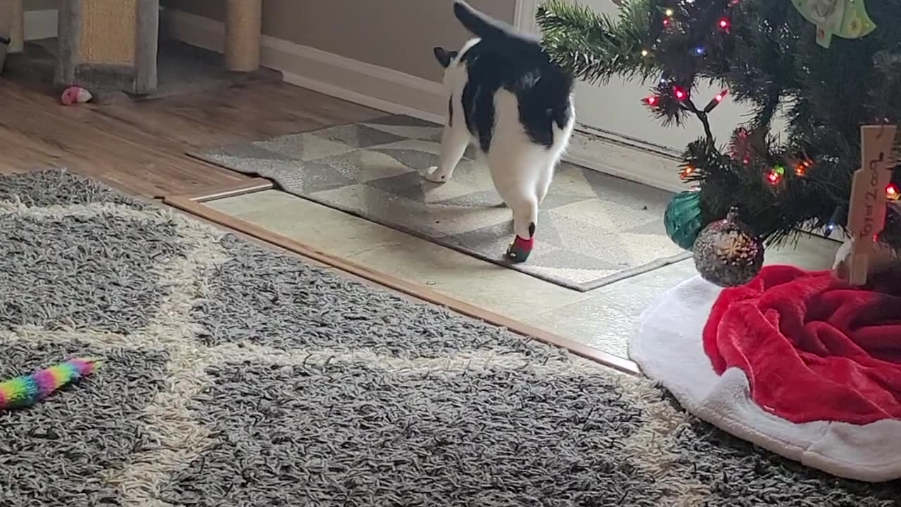 Cat Tries to Shake Off Christmas Socks