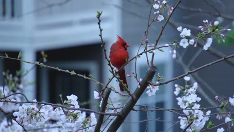 Nature and Animals