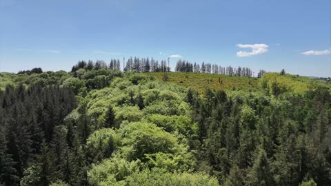 The Coillte Effect