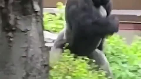 Gorilla farting🤣🤣bad smells 😮‍💨🤢🤮