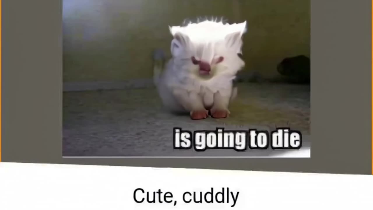 pic (25).mp4