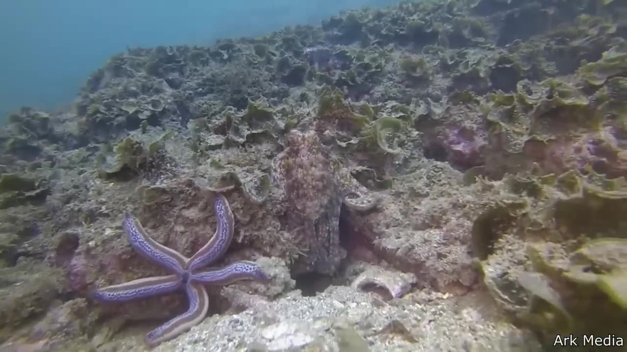 https://youtu.be/39ColarOWKo?si=hH6ANMlIRO6r5mle