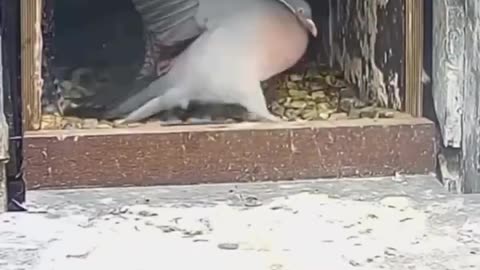 Nature's Doordash