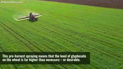 Glyphosate-Wheat crops soaked with glyphosate weedkiller before harvest
