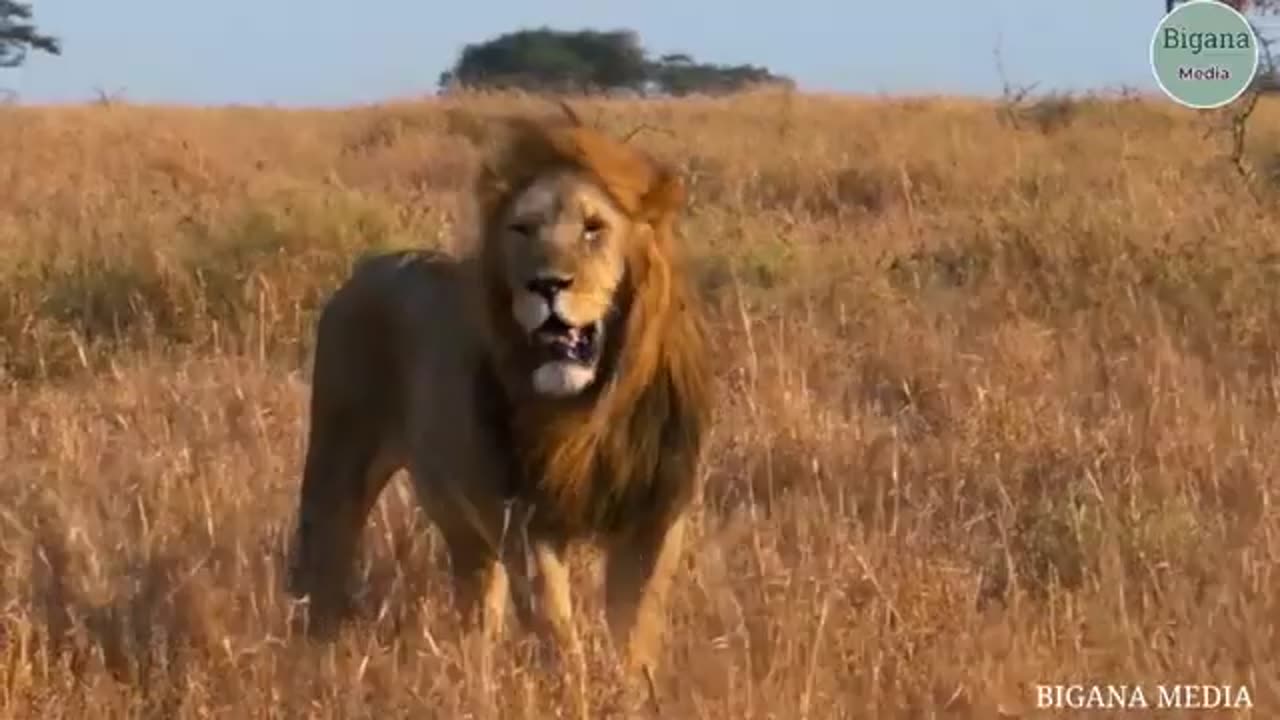animals