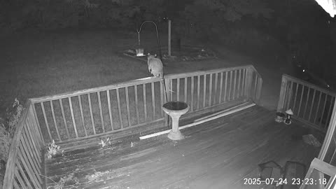 Raccoons Dinner
