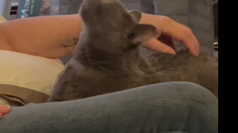 Cat Loves Hiney Scratches