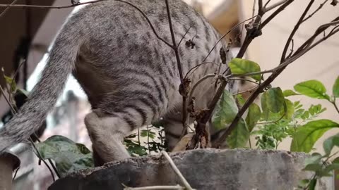 hilarious-animal-compilation-716----funniest-cats-videos