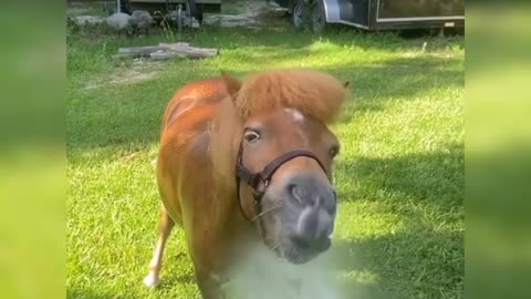 Funny and playful horses - Singing happily