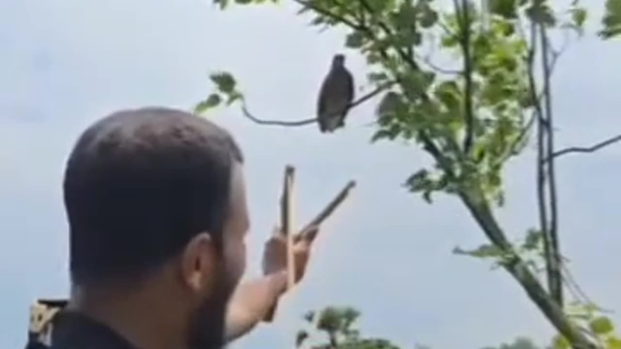 Verl,animal hunter vedio 😮😮😮😮