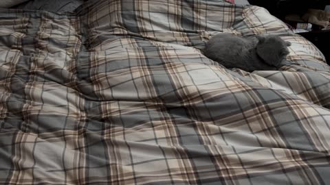 Two Kitty Laying on the Bed
