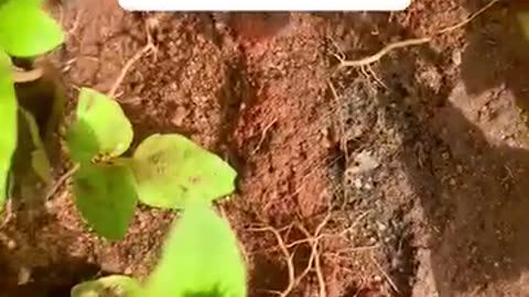 AKMELA EULIE GINOZA C'EST UNE PLANTE DE CHANCE ET D'ATTIRANCE FINANCIÈRE.