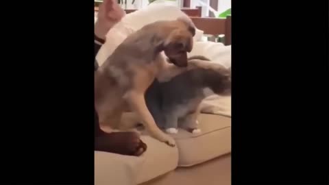 One Hour of Laughter: Funny Animal Videos to Distract Your Kids