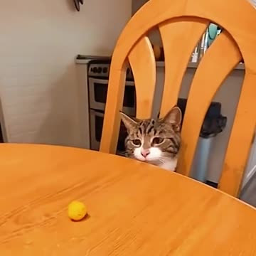 I have never had so much fun with cat before today